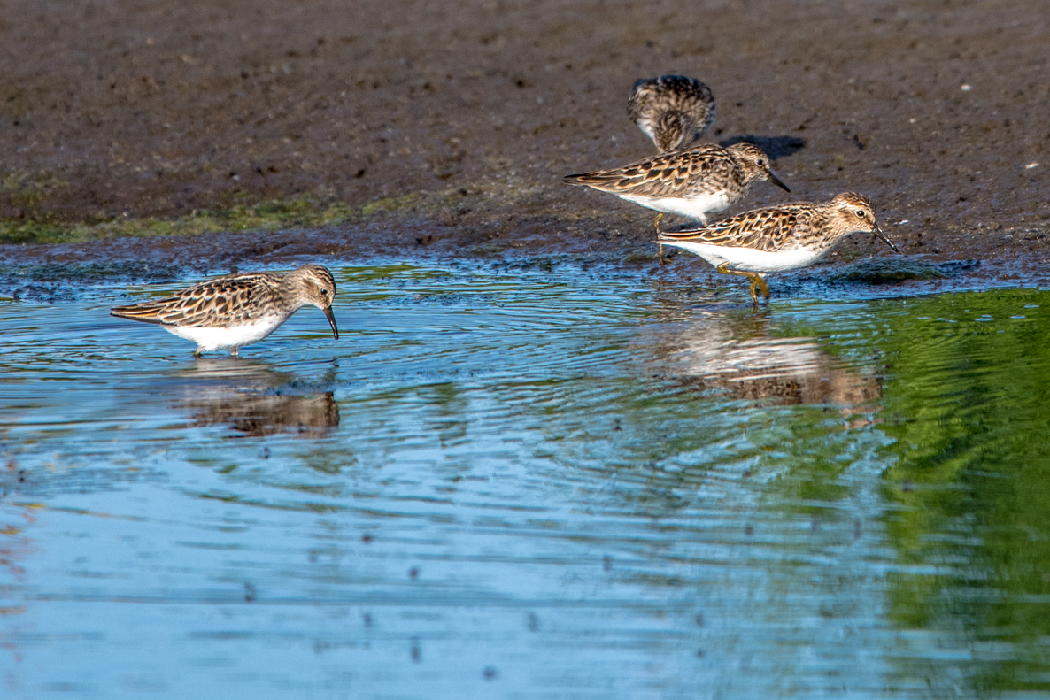 Beaver Creek Reserve tweet media