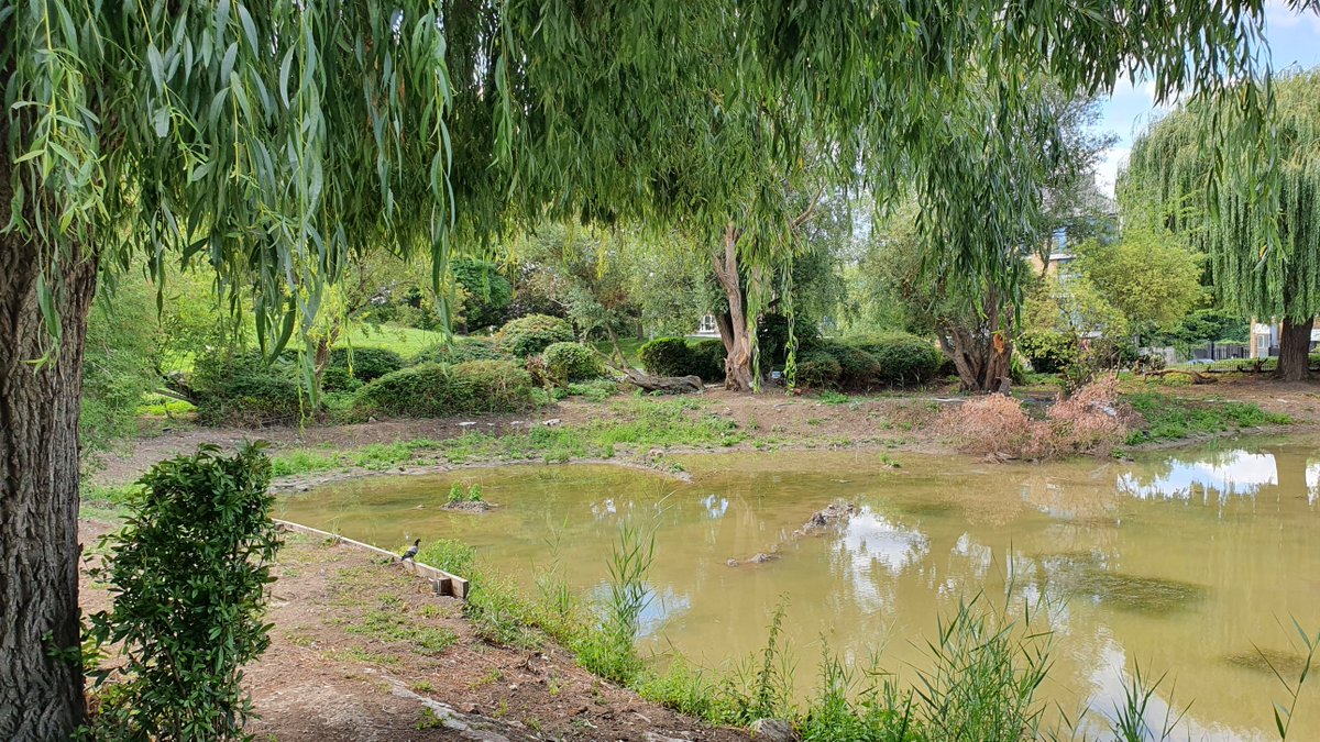 The pond in Folkestone Gardens is looking rather bare, I think because of the ongoing renovation – creating a better environment for moorhens, ducks and amphibians. Funded by  @veoliaenvtrust &  @LewishamCouncil. More info from  @deptfordfolk:  https://mailchi.mp/b6c544ee8b87/061019