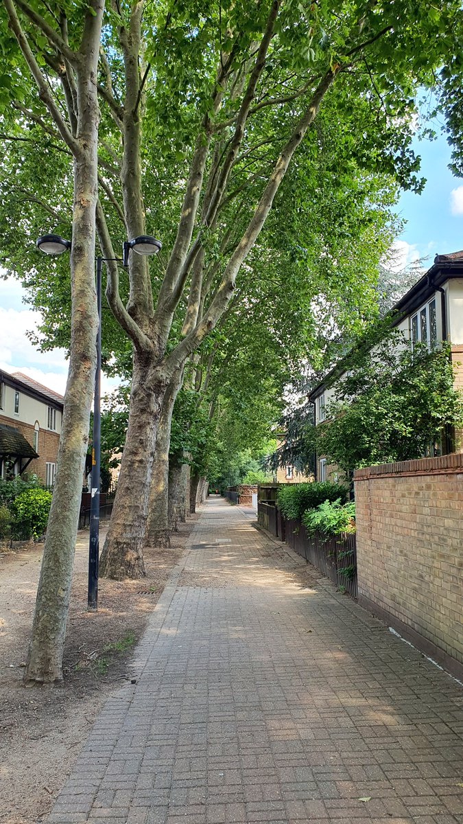 A little line of London Plane trees take pedestrians to our next park...Any idea how old these would be  @TheStreetTree?