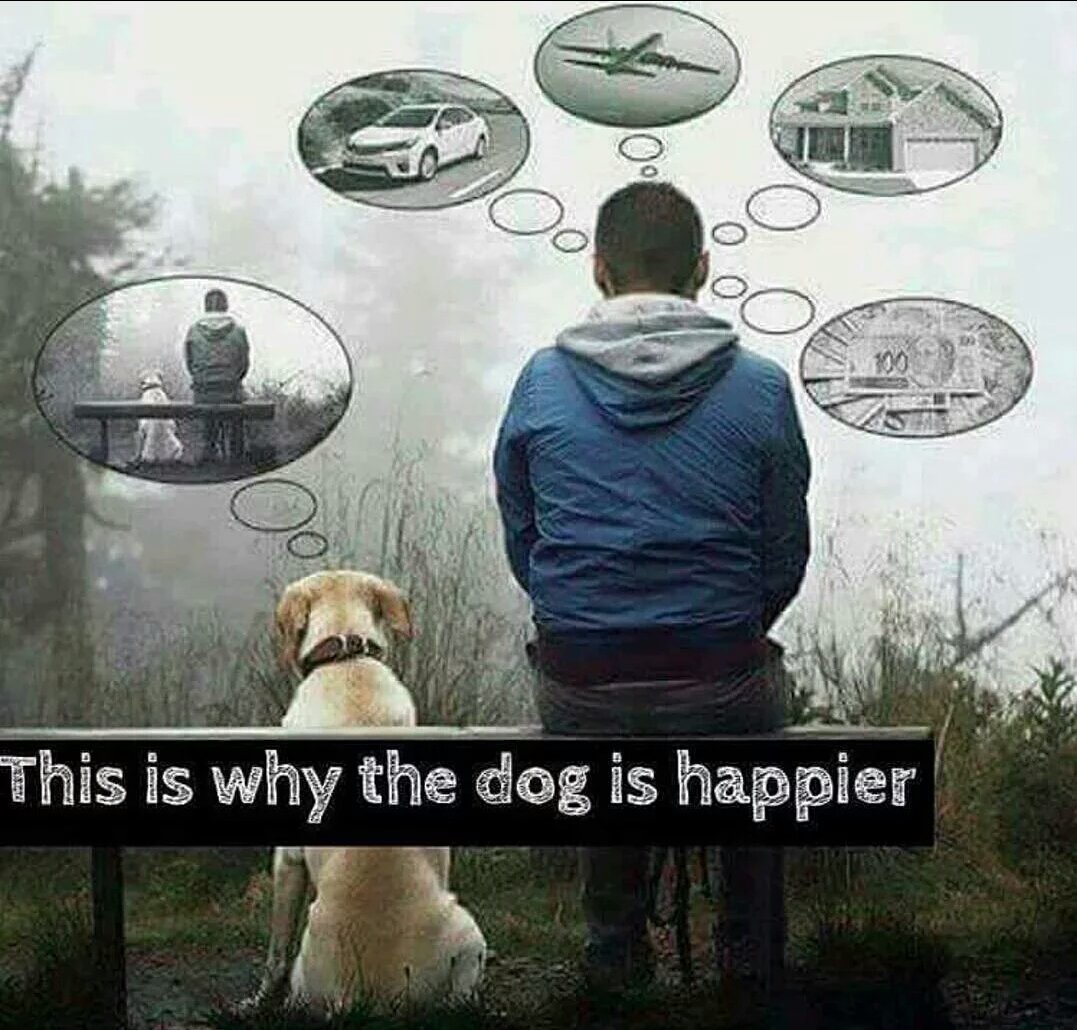 _Helen__W's tweet photo. @Iromg Your chat with @TVKev earlier reminded me of this pic. A dog's thinking is uncomplicated perfection and no ruminating as to the whereabouts of @thoughtpoliceTP and @DogmaThePodcast 🤔 https://t.co/dKzDYZHXEn