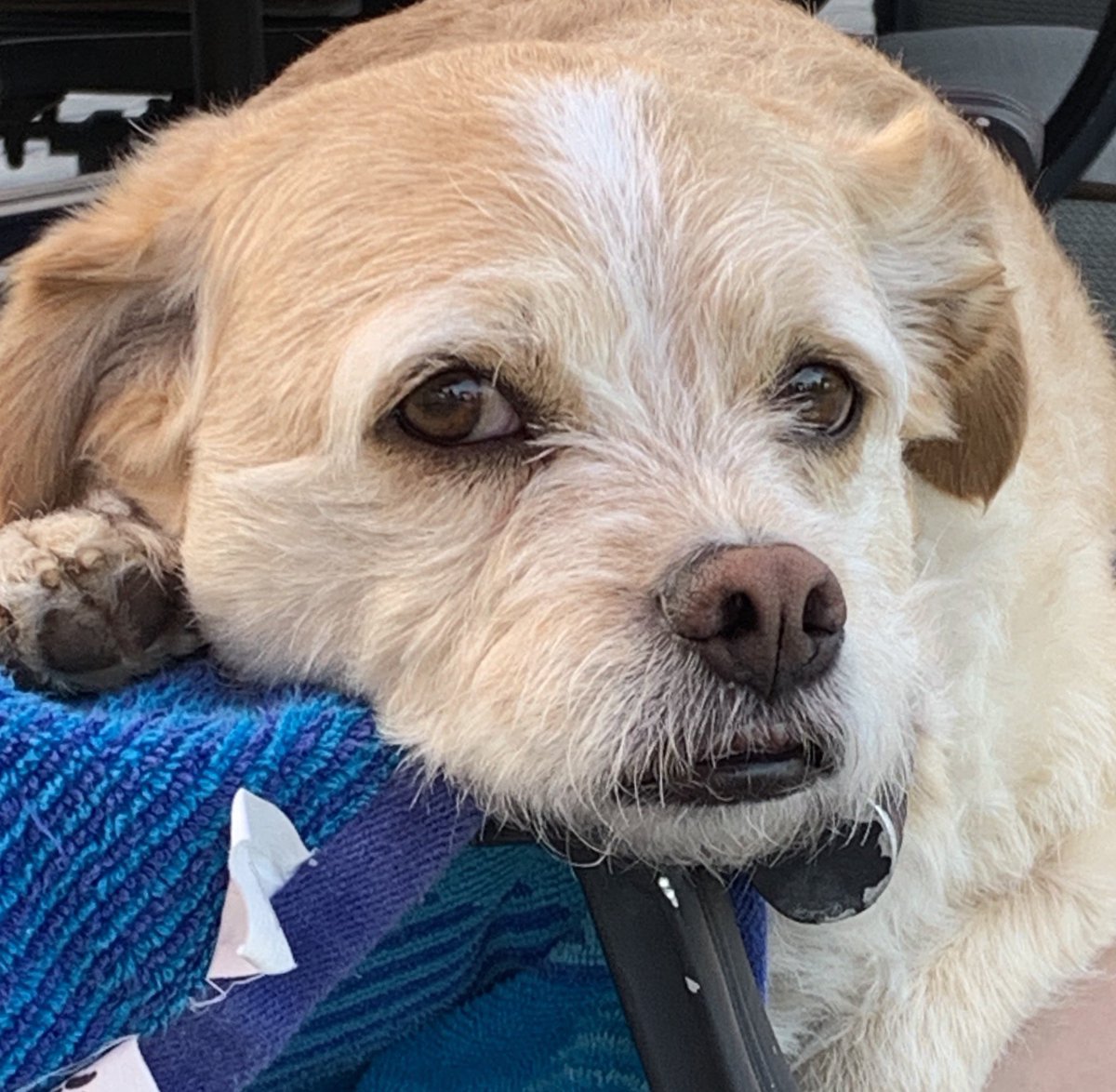 PupSnuggly's tweet photo. Summer days make me feel fine🎶☀️#dogdays https://t.co/7w2vuUcHGL