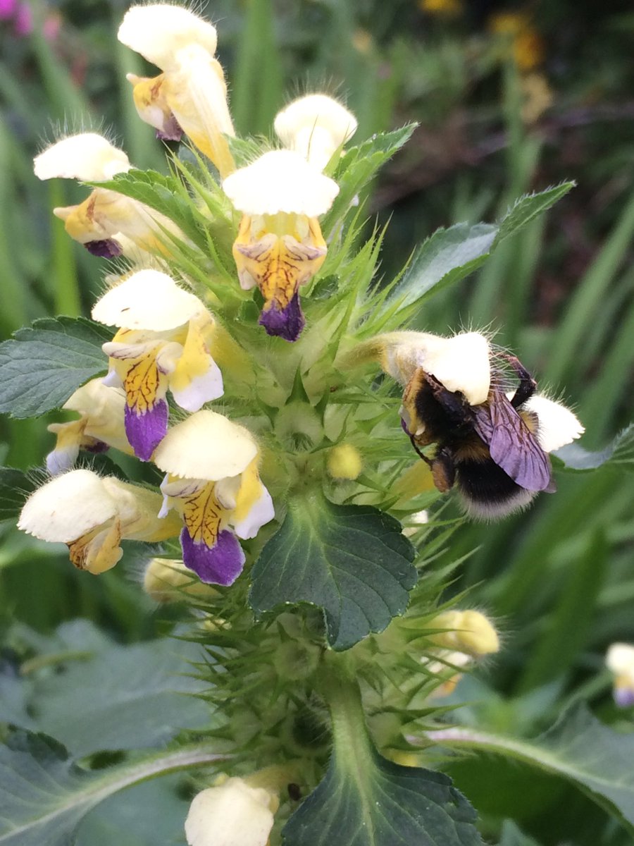 Large flowered Hemp nettle (Galeopsis specious) as good looking as some orchids in my humble opinion #wildflowerhour #shropshirehills