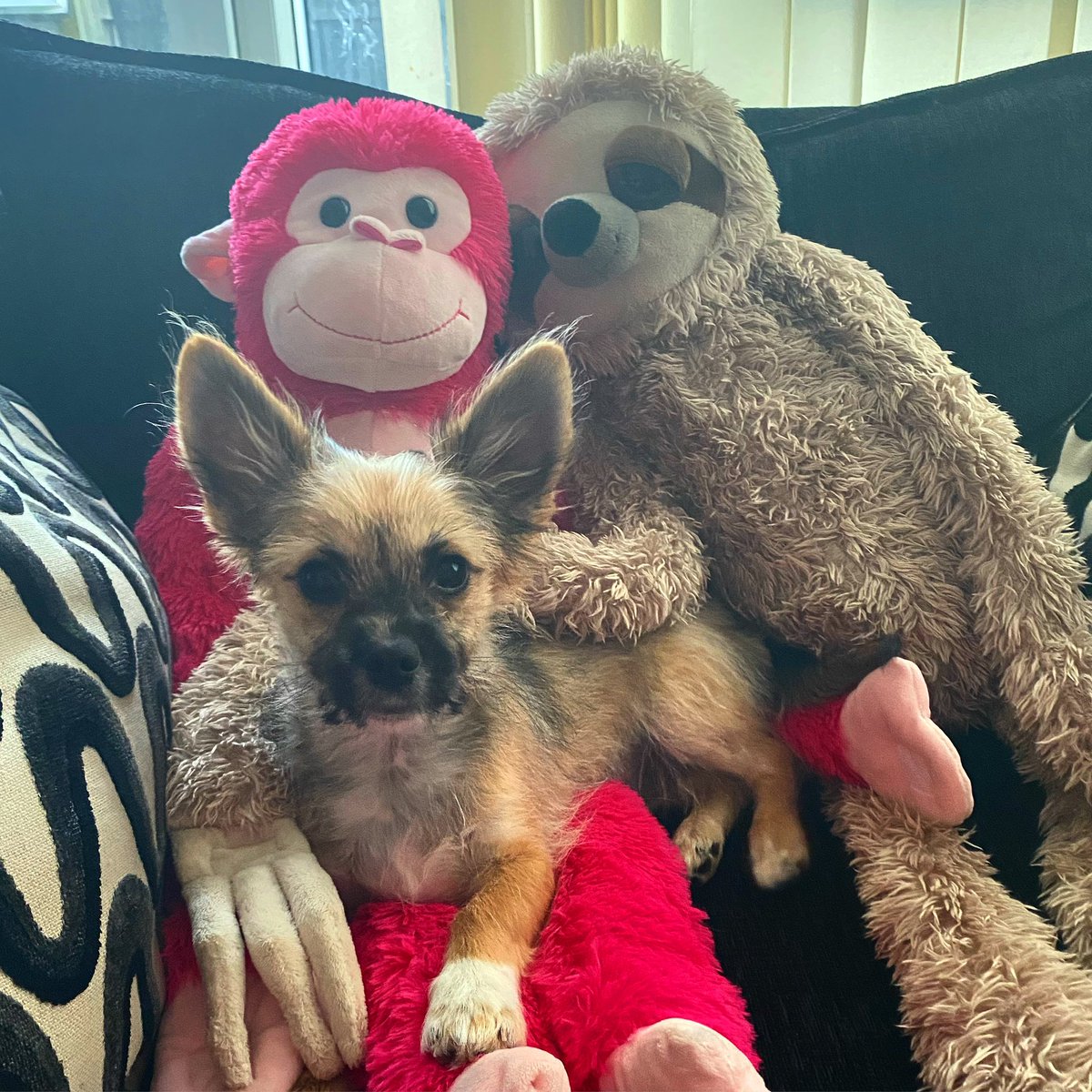 Arlo19P's tweet photo. Say hello to my new fur friends... they don’t scratch me like them pesky cats #puppy #puppylove #dogs #dogsoftwitter #dogsofinstagram #dogsduringlockdown #puppies #puppiesofinstagram #puppiesoftwitter #pets #Chihuahua https://t.co/HrOS6W9a67