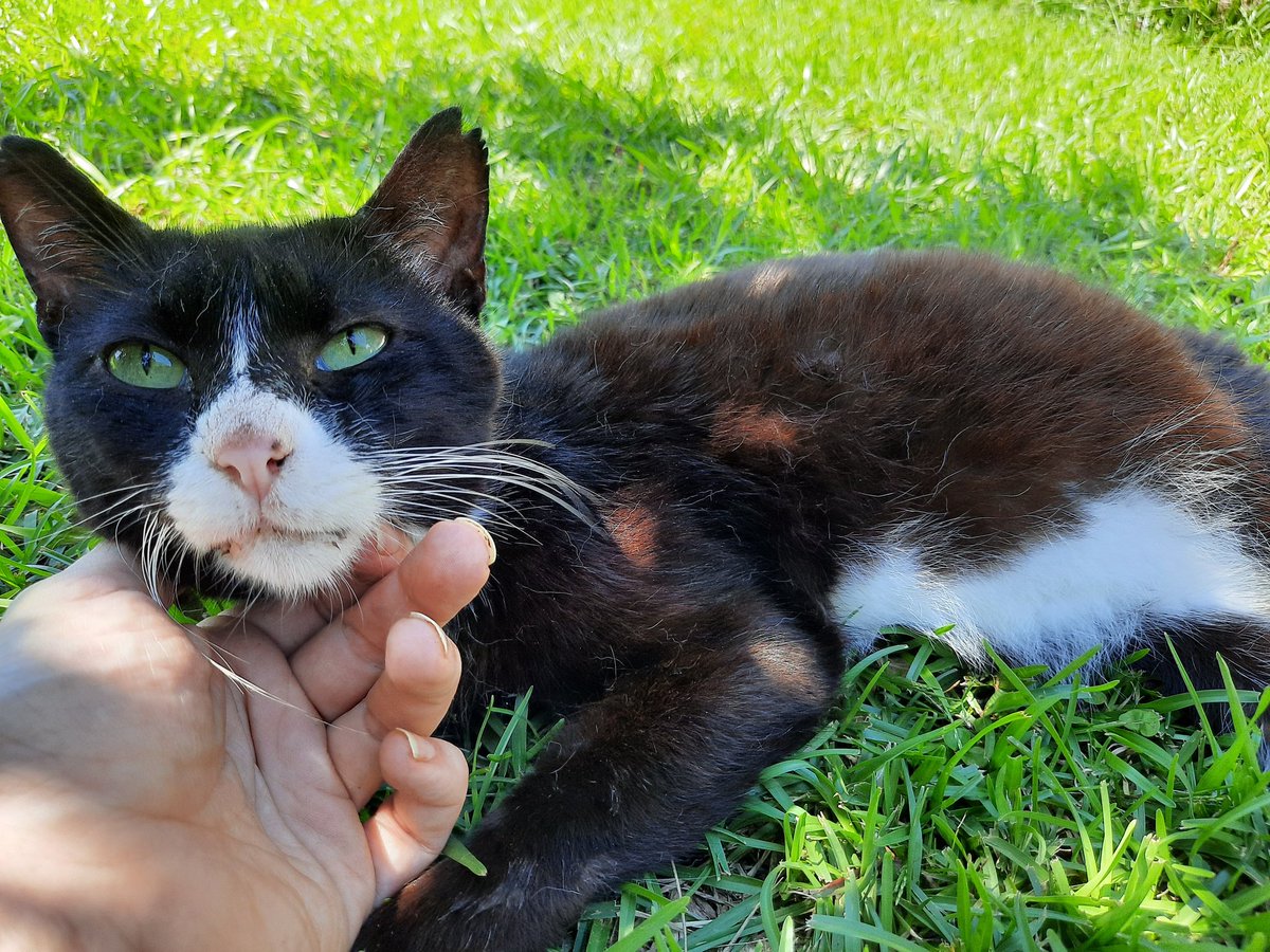 Mr Tuxedo has FIP. That's going to require 1 injection per day for 84 days to give him a chance. It's also $1600.
