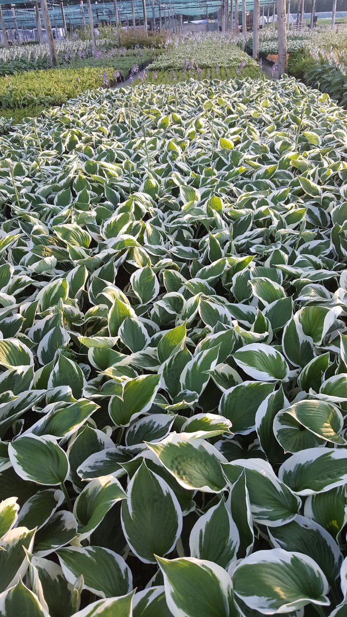 BylinySwierk's tweet photo. #Hosta #Patriot. #Szkółka #Bylin #Dobromierz #POLSKA 🇵🇱 Tu się rodzą #Zielone #miasta https://t.co/nA6slYQttG