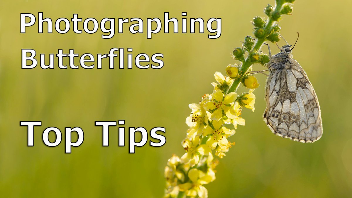 paulmiguelphoto's tweet photo. How to Photograph Butterflies. My latest video is a tutorial with loads of tips on photographing these beautiful subjects. Click this link: https://t.co/LrL8u0QXFv @savebutterflies @britbutterflies #butterfly #Butterflies #Canon #induro @CanonUKandIE @InduroTripods https://t.co/AB1726c2Rq