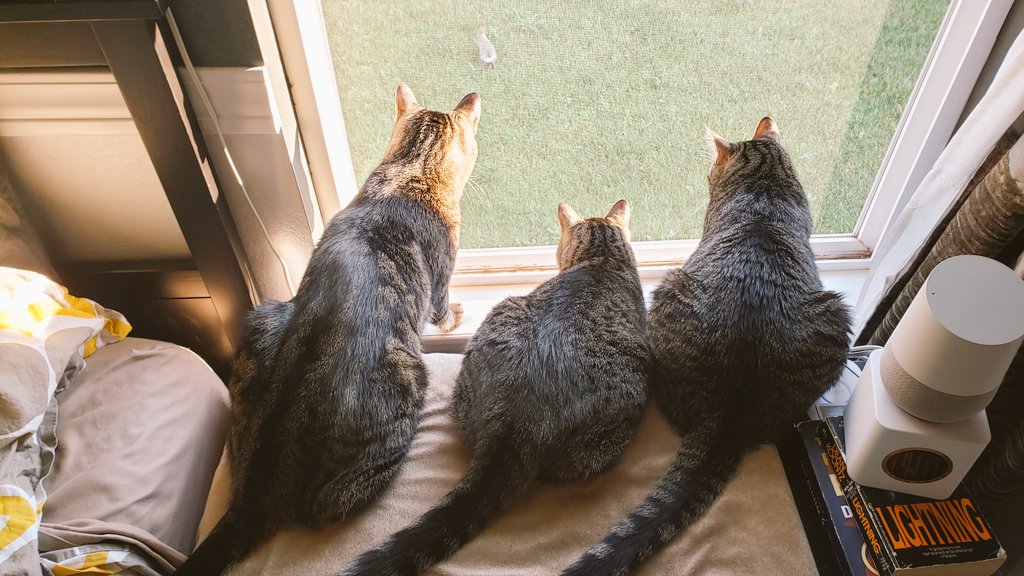 astic_cat's tweet photo. Friend: What did you do this weekend
Me: I watched my cats, watching rabbits,  watching them. 
*Realizing I'm a crazy cat lady* 👀  😳
*Being ok with that* 😻 
#3Cats1Window
#CatsOfTwitter #Cats #Cat #CrazyCats #SundayThoughts 
#TabbyTroop #sundayvibes https://t.co/9q9mE2BmPs