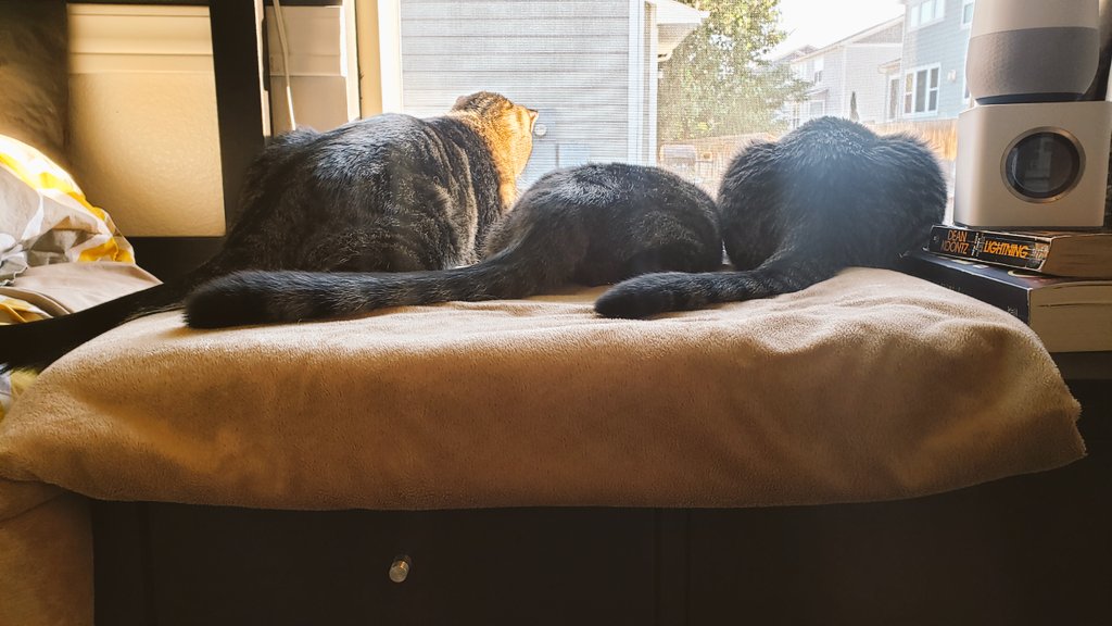 astic_cat's tweet photo. Friend: What did you do this weekend
Me: I watched my cats, watching rabbits,  watching them. 
*Realizing I'm a crazy cat lady* 👀  😳
*Being ok with that* 😻 
#3Cats1Window
#CatsOfTwitter #Cats #Cat #CrazyCats #SundayThoughts 
#TabbyTroop #sundayvibes https://t.co/9q9mE2BmPs