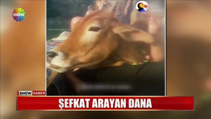 Tek farkımız dana olmamam