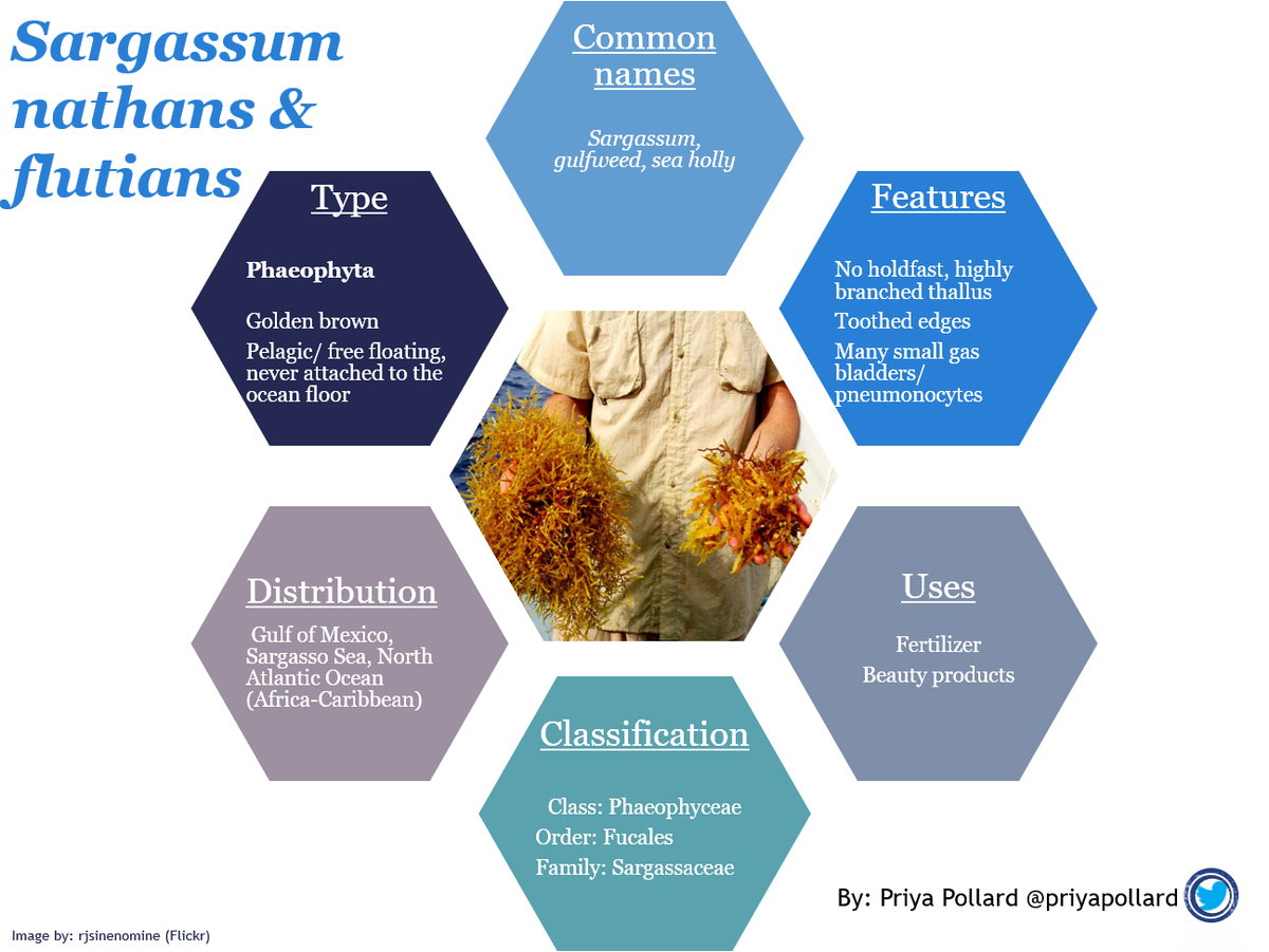AgrefineI's tweet photo. Today we are looking at my absolute favourite #seaweed #Sargassum!
natans and flutians are
• Two holopelagic species of
sargassum
• Host unique open ocean #ecosystem
• Increases #oceanproductivity

#macroalgae #algae #phycology #weedwednesday #phaeophyta https://t.co/DMeu2A7oW5
