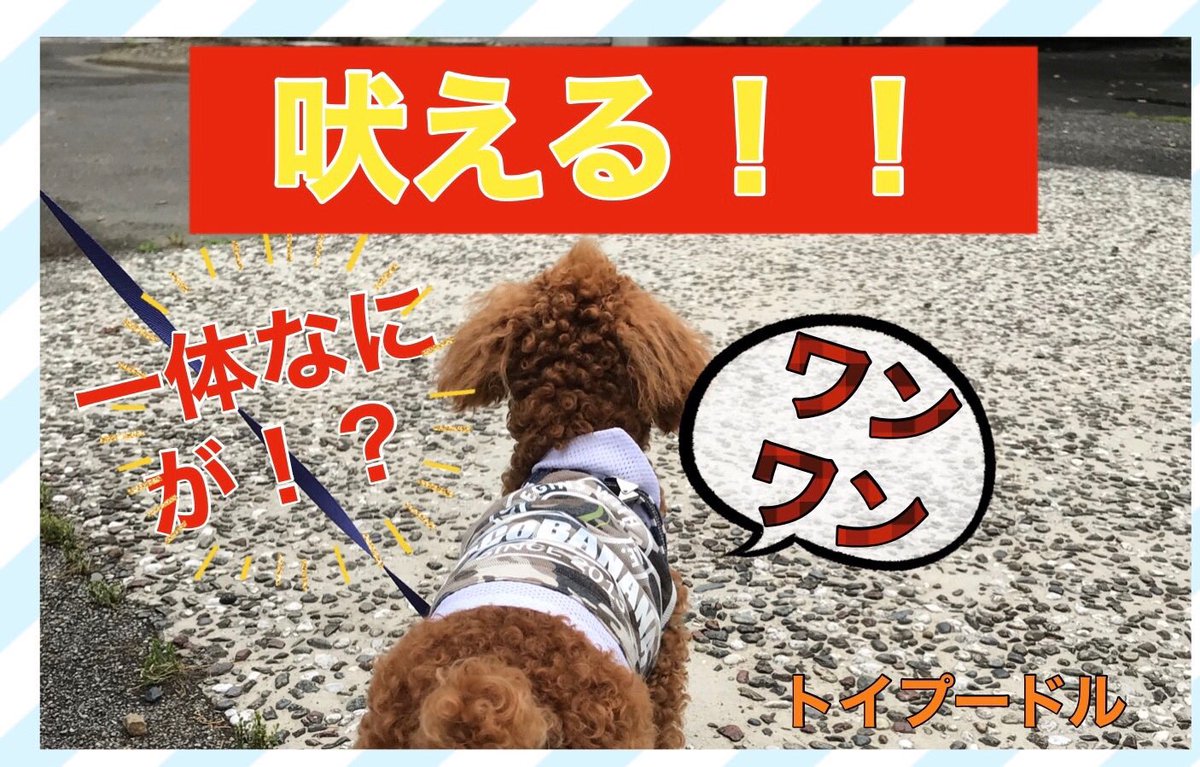 PekoTw's tweet photo. 【生後7ヶ月】いったい何が！？　外に向かって吠える、ほえる！！【トイプードル】 

https://t.co/mBU9OHtZjR 

#トイプードル
#犬
#吠える
#外 https://t.co/2yUgje5ZWS
