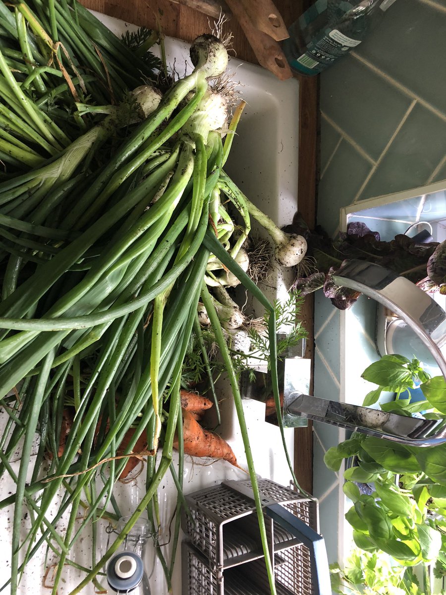 And ALL the spring onions