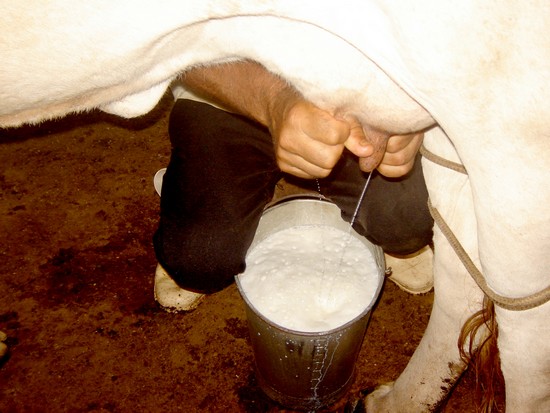 J O'Donovan interviewed a Co Clare seanchaí. "This cow would fill with her milk any vessel,.. at one milking". 2 women wagering on whether a vessel could be found to outsize her capacity, & when a sieve was produced, the cow's milk caused 7 overflooding streams to pour forth!