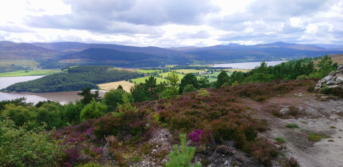 WorthingtonD's tweet photo. Fantastic work by @LedmoreMigdale. This has become one of my favourite local walks and viewpoints #KyleofSutherland #Creich #DornochFirth #Struie #Edderton #adjacentcoasts https://t.co/d9AkDgKoCQ