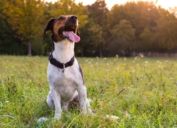 Austin_Vets's tweet photo. Learn how to prevent, detect, and treat heat exhaustion. https://t.co/0ZGQFpeShn #SundayMorning #heatexhaustion #atx #austinvet #dogsoftwitter @Austin_Vets https://t.co/vtAfCPEdKg