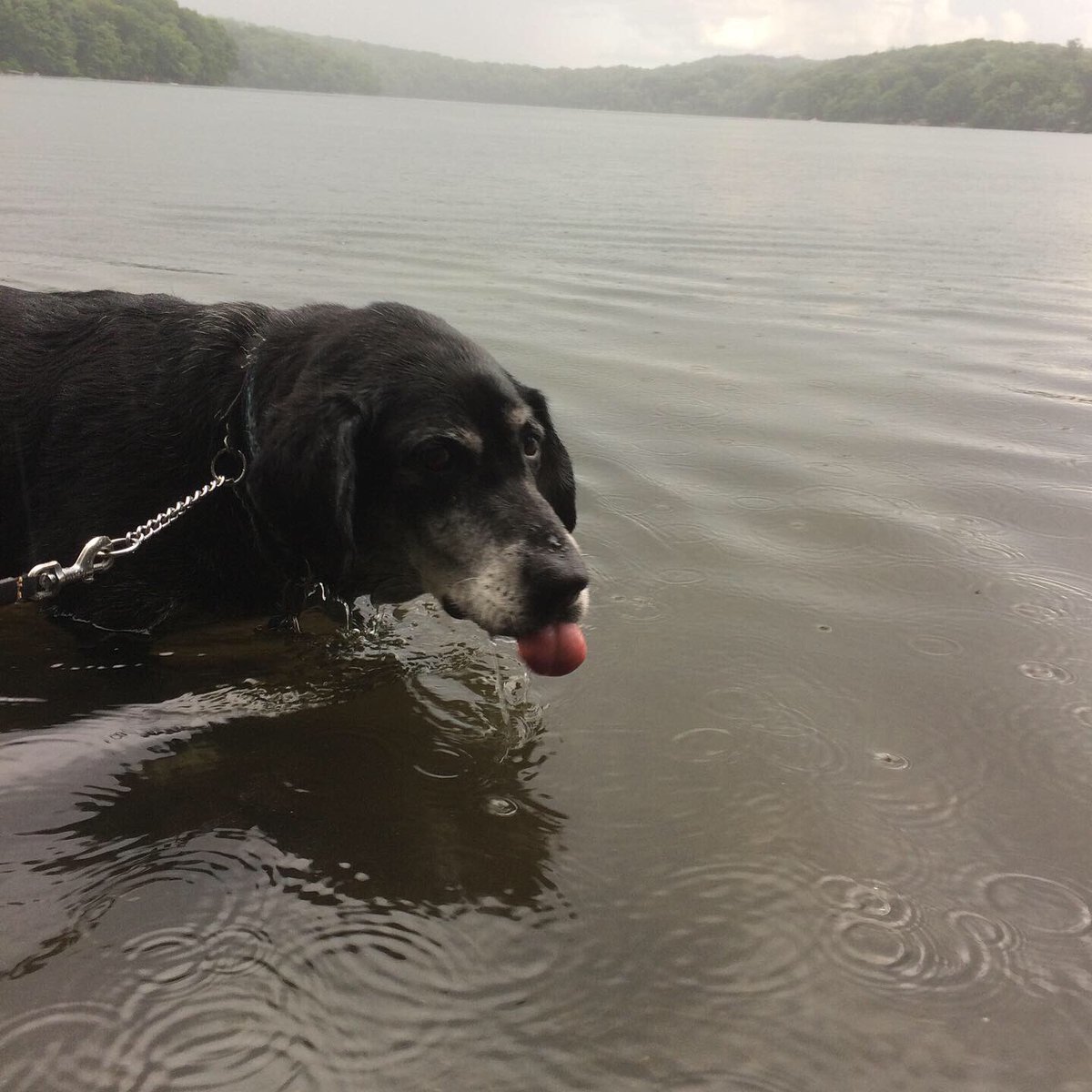 DanielFitzroy1's tweet photo. Summer showers mean swimming in the rain! #rain #raining #showers #summer #swim #swimming #pond #lake #dog #dogs #dogwalk #dogwalking #keepingcool #dogstagram #Connecticut https://t.co/IULDj3Rxif