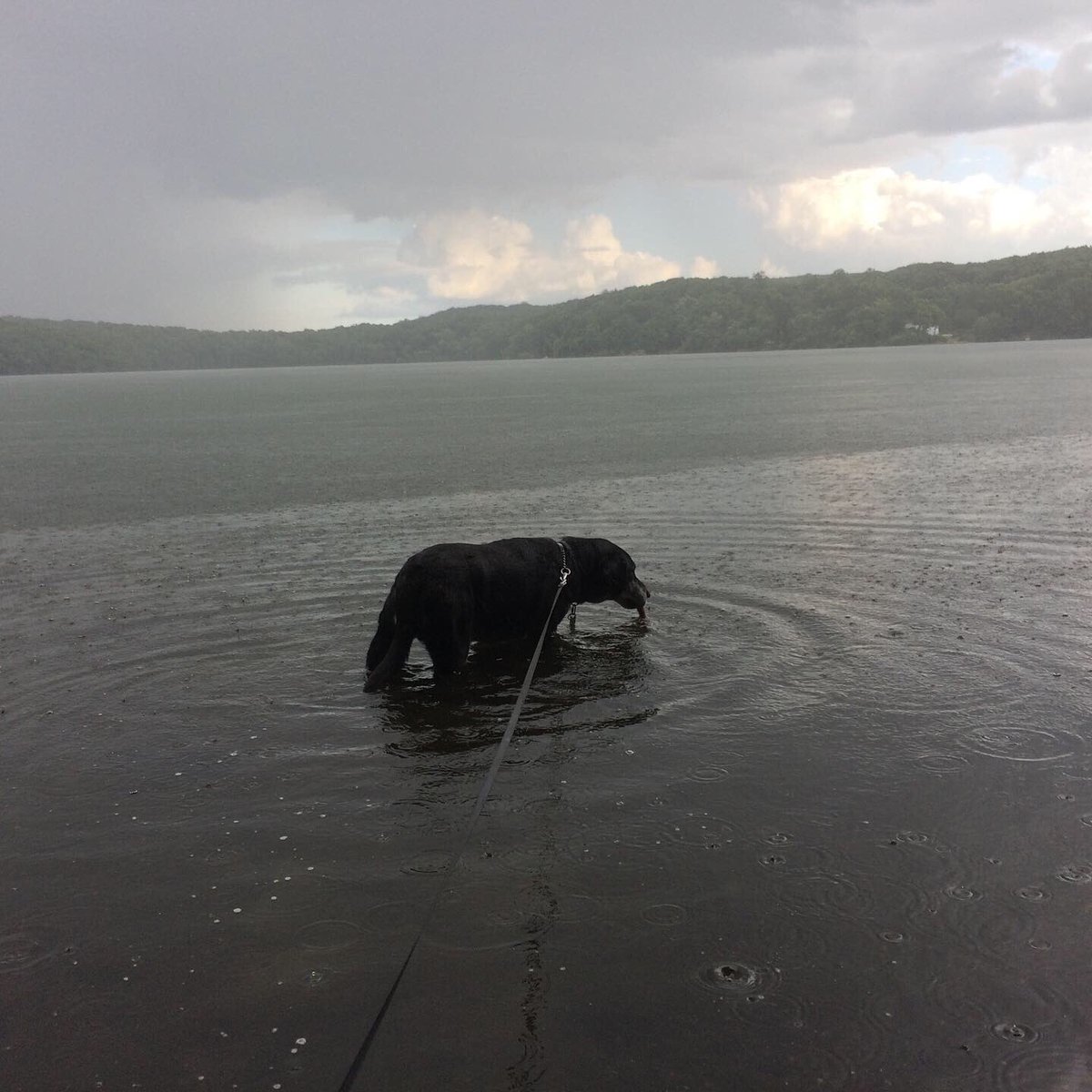 DanielFitzroy1's tweet photo. Summer showers mean swimming in the rain! #rain #raining #showers #summer #swim #swimming #pond #lake #dog #dogs #dogwalk #dogwalking #keepingcool #dogstagram #Connecticut https://t.co/IULDj3Rxif