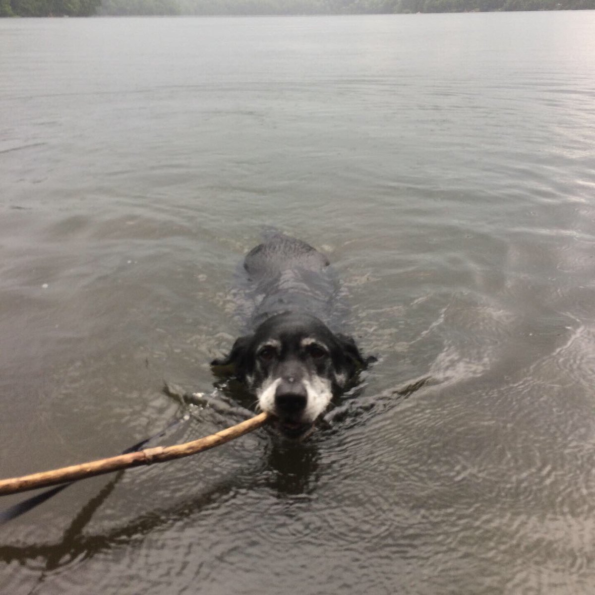 DanielFitzroy1's tweet photo. Summer showers mean swimming in the rain! #rain #raining #showers #summer #swim #swimming #pond #lake #dog #dogs #dogwalk #dogwalking #keepingcool #dogstagram #Connecticut https://t.co/IULDj3Rxif