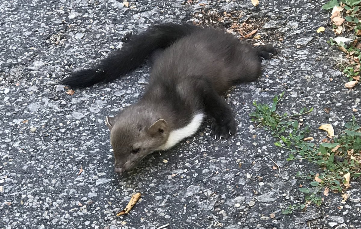 J’ai trouvé cette jeune fouine à 9h, blessée à une patte. 25 km jusqu’à la clinique vétérinaire. Elle pleurait.
 -On ne soigne pas les fouines.
-Vous pouvez la soulager ?
-Non.
Aucune compassion. Chez une vétérinaire. 
Je vais soutenir le #ReferendumAnimaux
