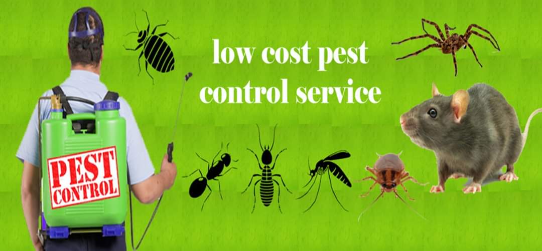 Chennai Pest Control (chennai_pest) Twitter