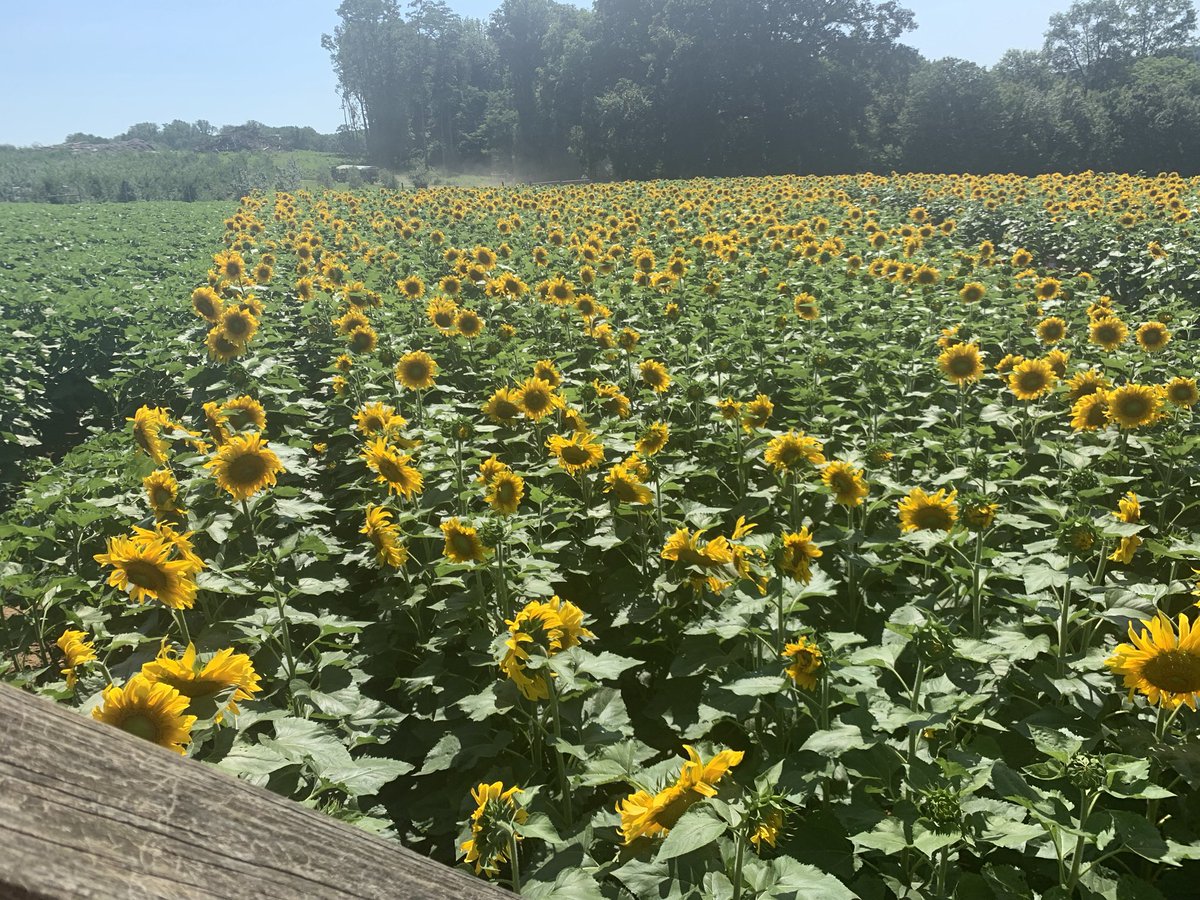 Sunflowers are part of the composite family.  Their pollen is a rare cause of allergy.  #sundayvibes #conqueryourallergy