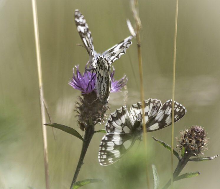 wildlondonpics's tweet photo. Thanks 4sharing your Chalk Hill Blues @JoAnnunaki do you think this is one too? Also some frantic action from a pair of mating #marbleswhites where another male was trying 2gate crash the party @MiradorDesign @savebutterflies @NTlovesLondon #denbieshillside @joangell5 https://t.co/mva53fy48a