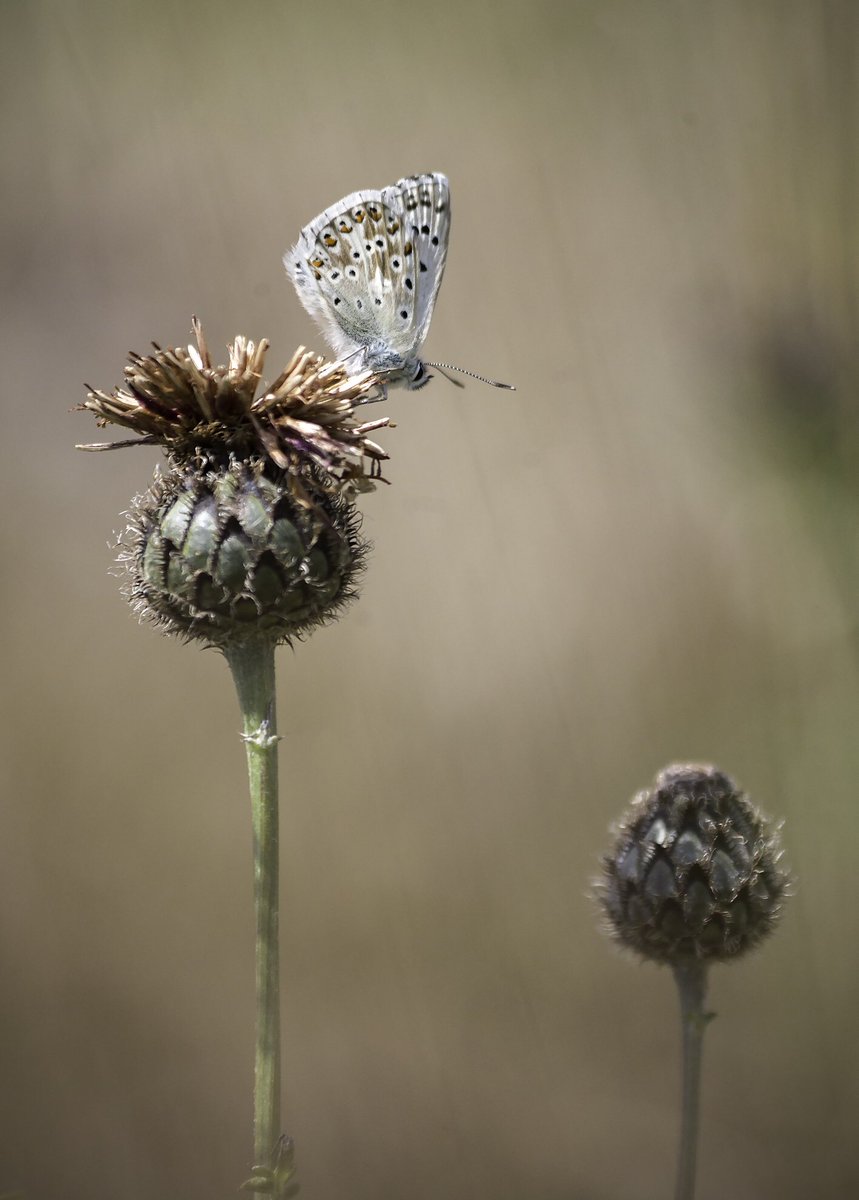 wildlondonpics's tweet photo. Thanks 4sharing your Chalk Hill Blues @JoAnnunaki do you think this is one too? Also some frantic action from a pair of mating #marbleswhites where another male was trying 2gate crash the party @MiradorDesign @savebutterflies @NTlovesLondon #denbieshillside @joangell5 https://t.co/mva53fy48a