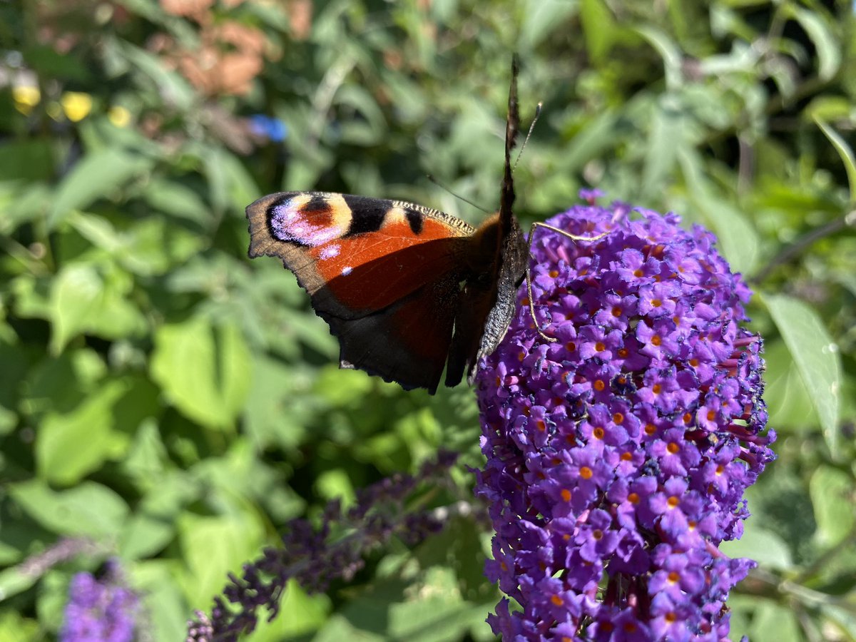 BeliouOFFICIAL's tweet photo. #butterfly #photography #GraphicDesign #schmetterling #cute #adorable #sweet #animal #tier #tiere https://t.co/tXhjqfgNeM