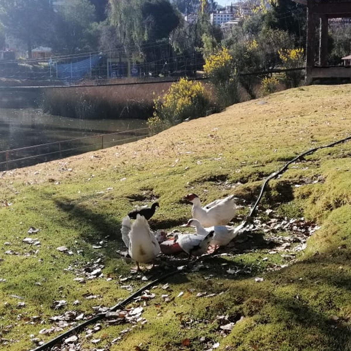 Los parques y jardines municipales aún permanecen cerrados para visitas, pero el personal de nuestra Empresa Municipal #Emaverde continua realizando el mantenimiento de las áreas verdes 🌱🌷🌸🌼 y cuidado de los animales domésticos 🐕🦆🦢 albergados.