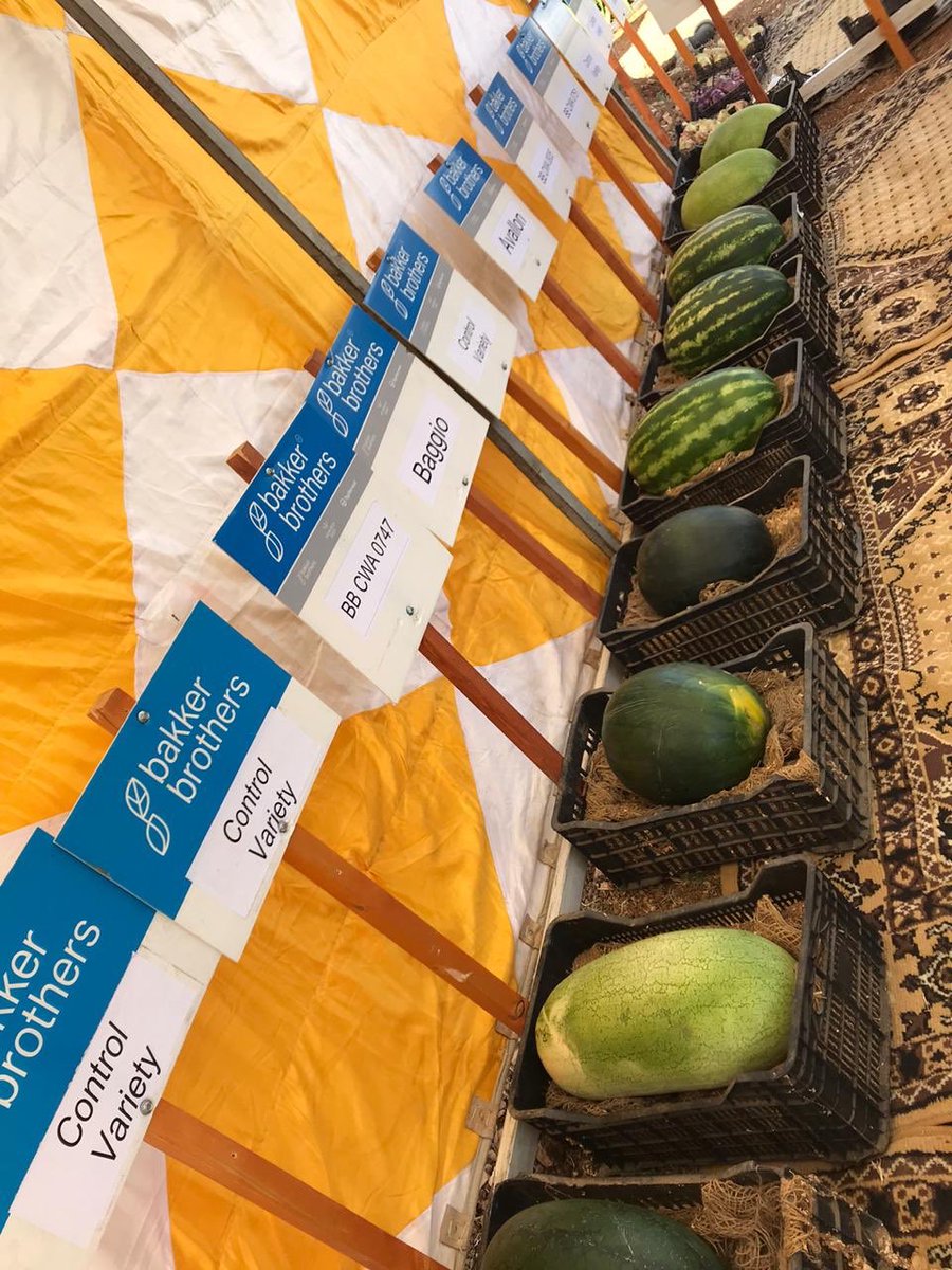 A selection of our variaties on display at our Bakker Brothers Jordan trial station. Thank you all who visited the first of our 2020 open field days today! Our trial station will be open for visitors tomorrow as well.