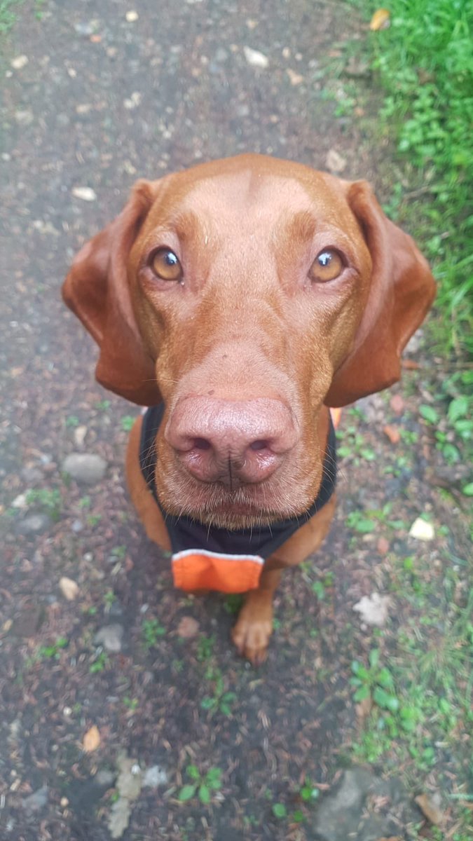 SDSussex's tweet photo. And a couple more. Search Dog Spice finding Liam ๐พ #searchtraining https://t.co/WNJ1ii7ZoH