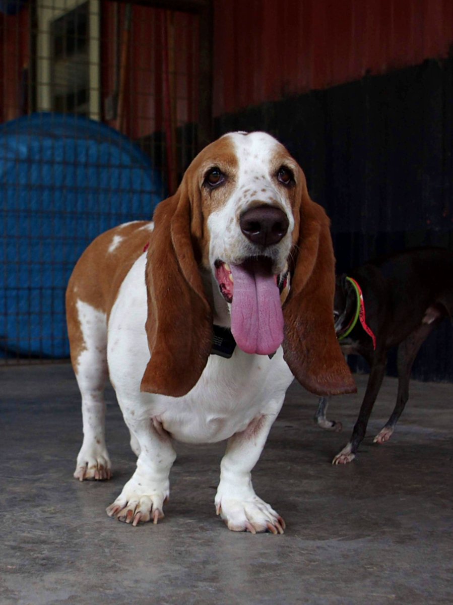 ksmutthut's tweet photo. All our #doggos are celebrating #StickOutYourTongueDay today! 🐶👅 We think they're celebrating and that it definitely has nothing to do with this summer heat! 😜 #SummerTime #SunsOutTonguesOut #WeekendVibes #Brenham #Texas https://t.co/zbicikFiY2
