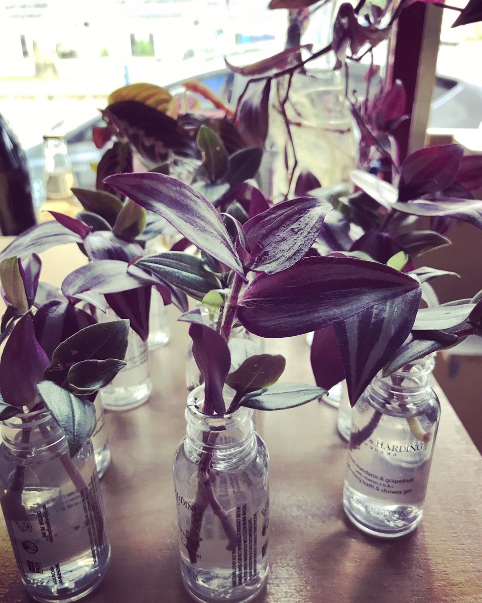 Today, I will be mostly giving away... little purple rootlets. Grab a drink grab a plant.
•
#propergation #batchplants #batch #batchbar #peckham #peckhamrye #cocktails #takeawaycocktails <a href="/twistlondon/">Twist Events</a>