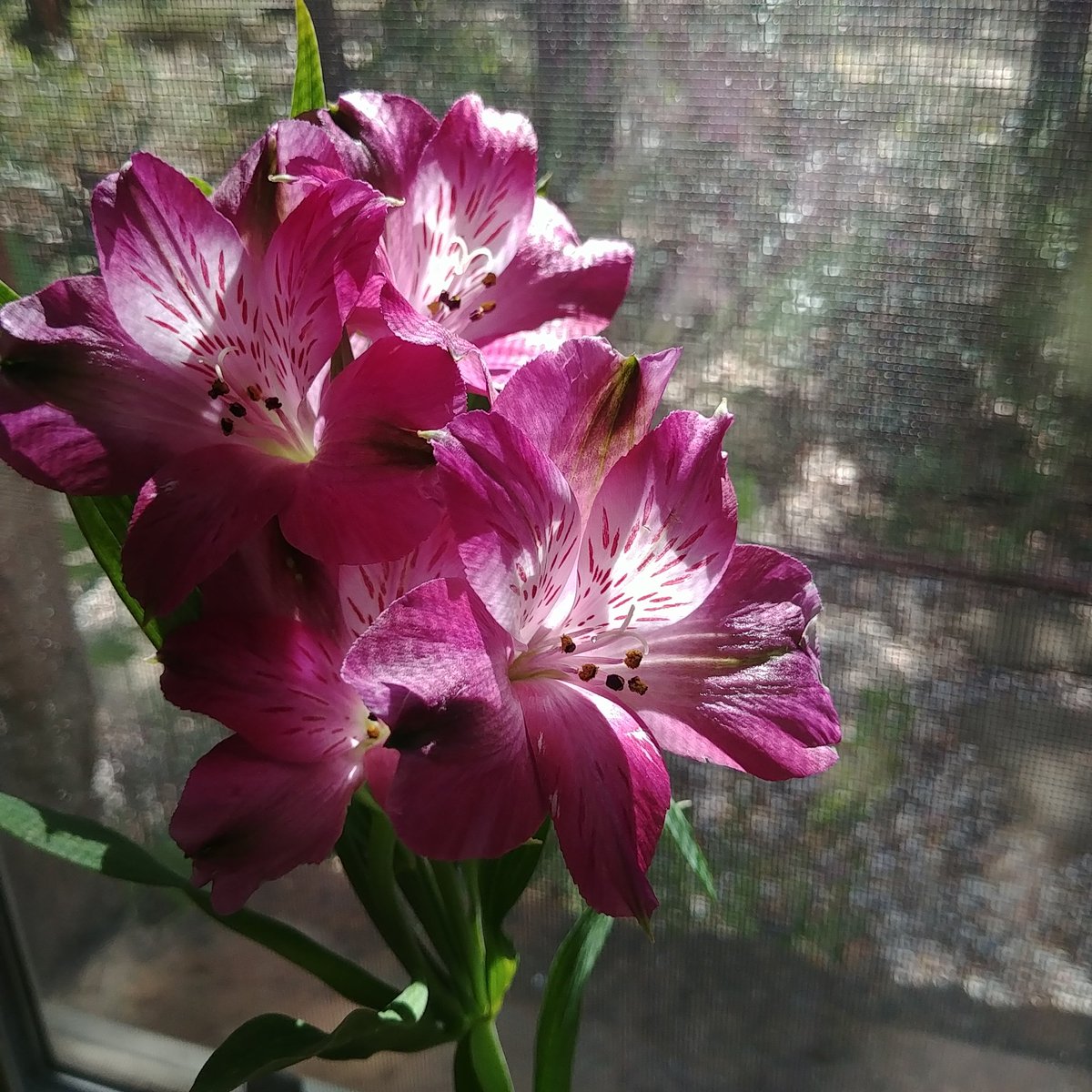 _shawnna_'s tweet photo. 🌸 Bright, beautiful #Sunday! 
#weekend #blessings https://t.co/hzGcPMqQma