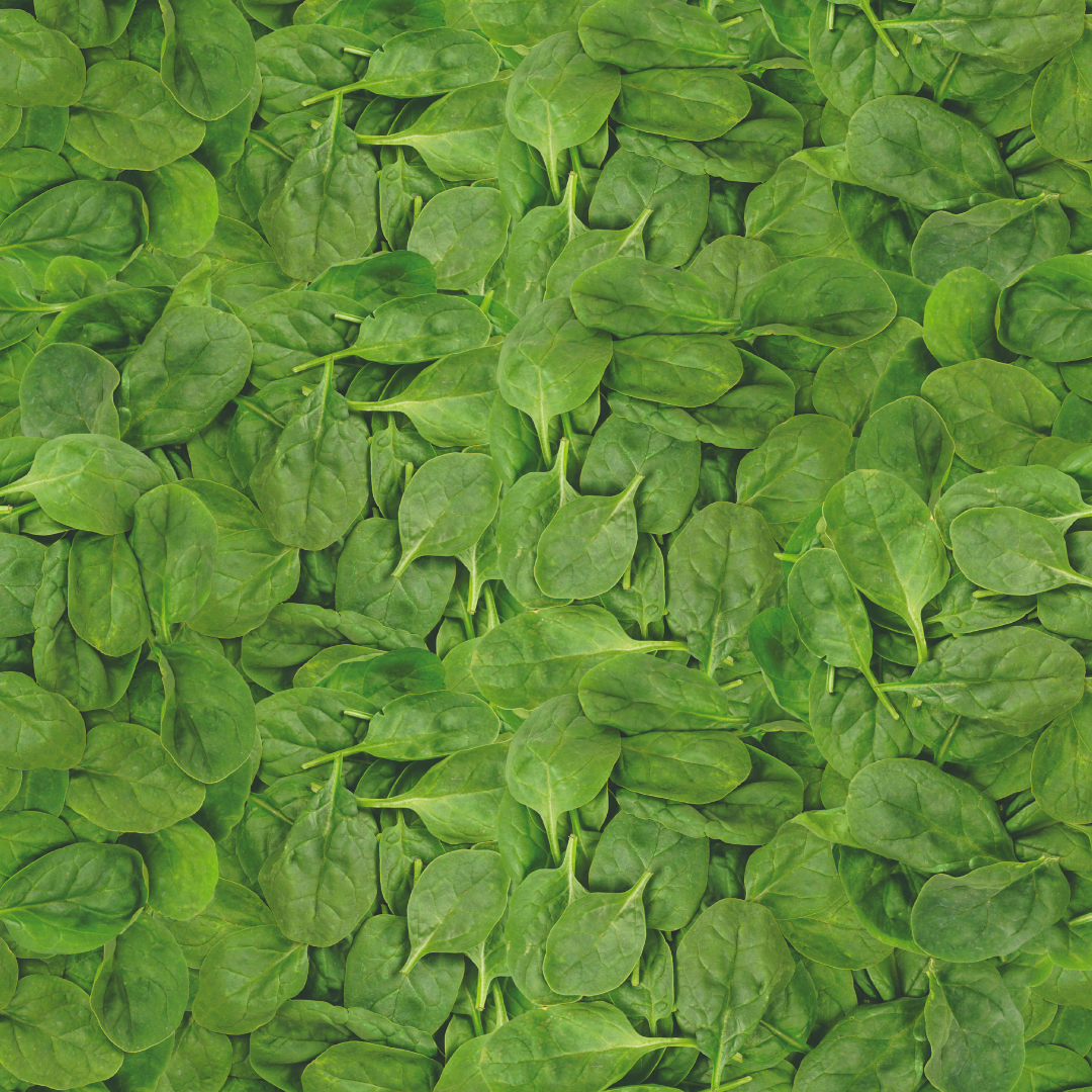 trueleaffarms's tweet photo. Leaf it to spinach to get your daily dose of vitamin c! We offer our spinach in a variety of pack styles. Learn more at https://t.co/LWSmbmKxMm! #WeRSaladGrowers #Spinach #SuperFood https://t.co/jmpI7Lci3t