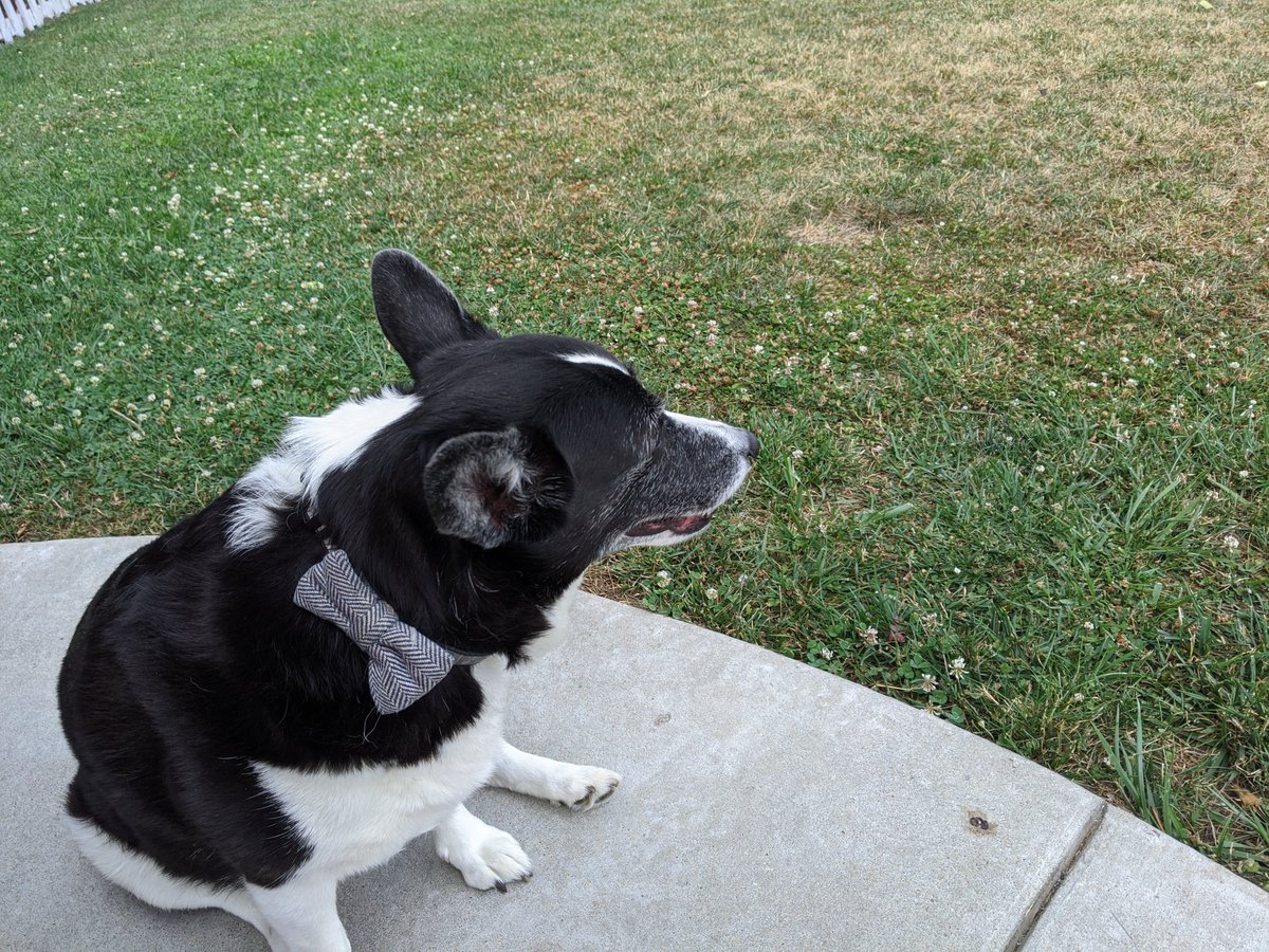 kharmathecorgi's tweet photo. @_iamscout Looking sharp! Congrats to your mum and dad. I wear a bowtie and people often confuse me for a boy but that's okay cause they still play ball and throw stick when I insist. https://t.co/8lWtbpdPq9