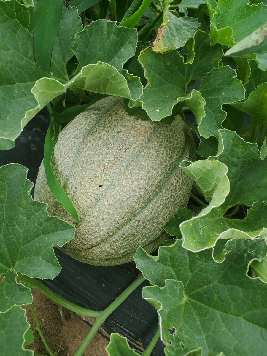 FusilierFarms96's tweet photo. Sneak peak of two crops!

👉Cantaloupe- 1-2 weeks away from harvesting 

👉Butternut squash- a month or so away.

Keep up the good work plants! https://t.co/BcsDfZrvHv