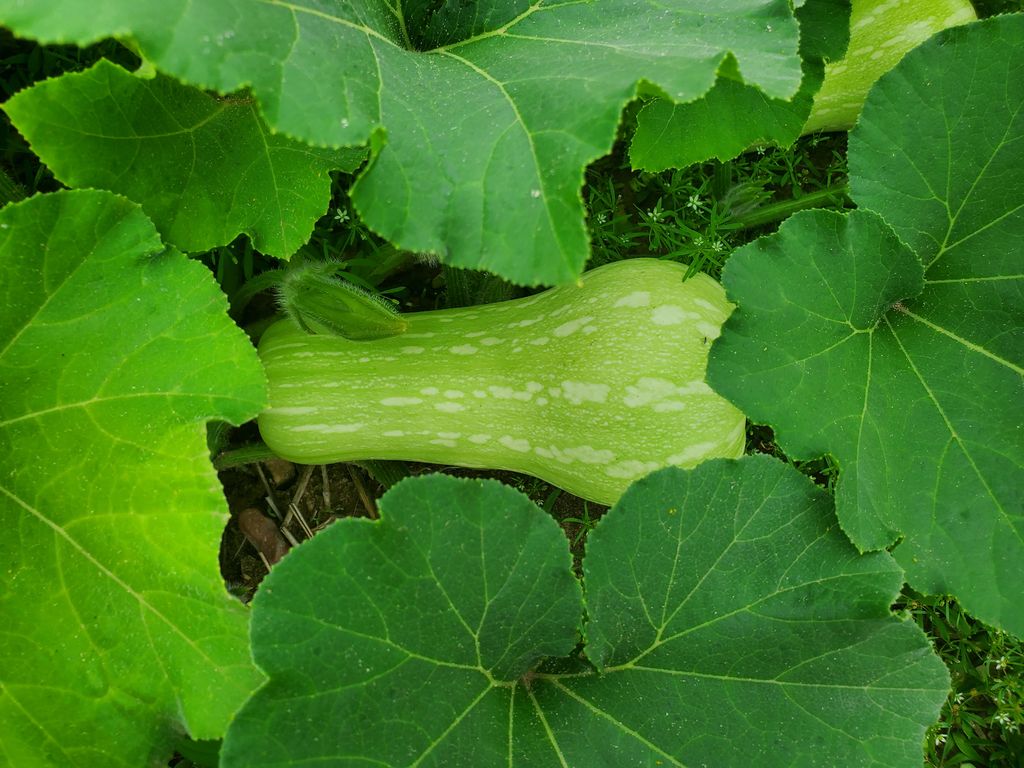 FusilierFarms96's tweet photo. Sneak peak of two crops!

👉Cantaloupe- 1-2 weeks away from harvesting 

👉Butternut squash- a month or so away.

Keep up the good work plants! https://t.co/BcsDfZrvHv