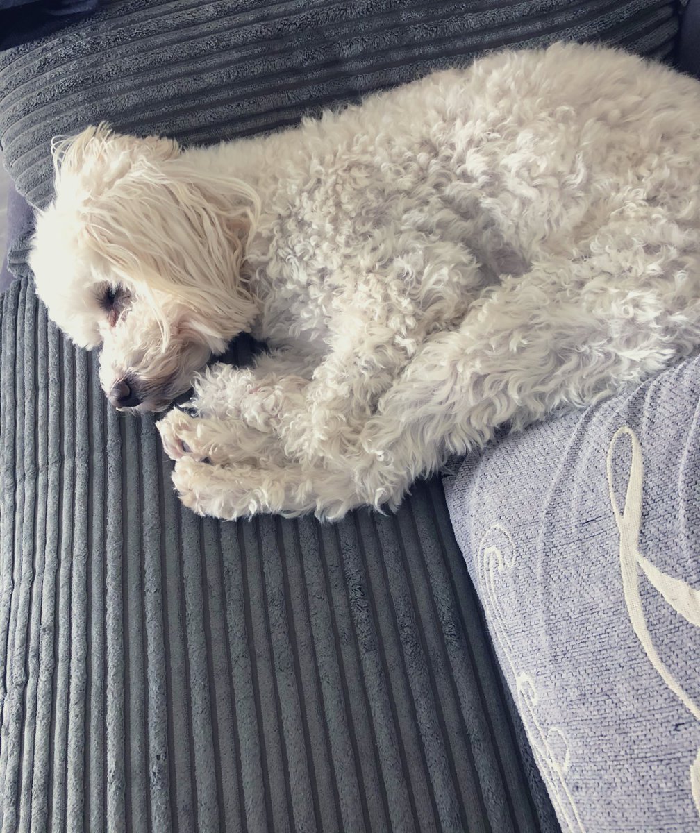kayleighmunro_'s tweet photo. Sleepiest little pup 😭❤️ https://t.co/5bQ6lsPl5Q
