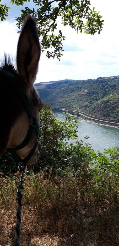 Gertuselix's tweet photo. Wandern mit #Eseln auf dem #Rheinsteig bei #Bornich #Mittelrhein #Loreley. https://t.co/y4QOvpovFD