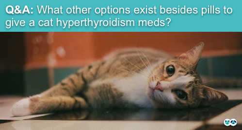 HealthCare_Pets's tweet photo. #AskTheVet: What other options exist besides pills to give a cat #hyperthyroidism meds?
Learn more with Dr. Clayton Greenway: https://t.co/tlTwoR0dCO
.
.
.
.
#CatHealth #FelineHealth #CatHyperthyroidism #FelineHyperthyroidism #HyperthyroidismInCats https://t.co/Kskk9nSERT