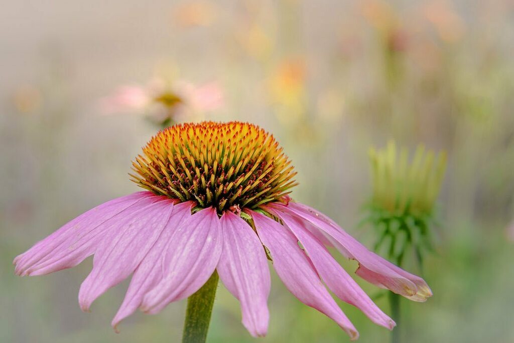 jpiekos's tweet photo. The Imperfections of Beauty
--
Westford, Massachusetts, July 2020
@52Frames Week 29 Project: "Details"
.
.
.
.
#52frames #52framesphotographers #52frames_details #flower #flowerstagram #flowersofinstagram #wildflowers #nature #nikon @nikonusa #NikonNoFil… https://t.co/DkkPAsw2fH https://t.co/RXBQz5sNZq
