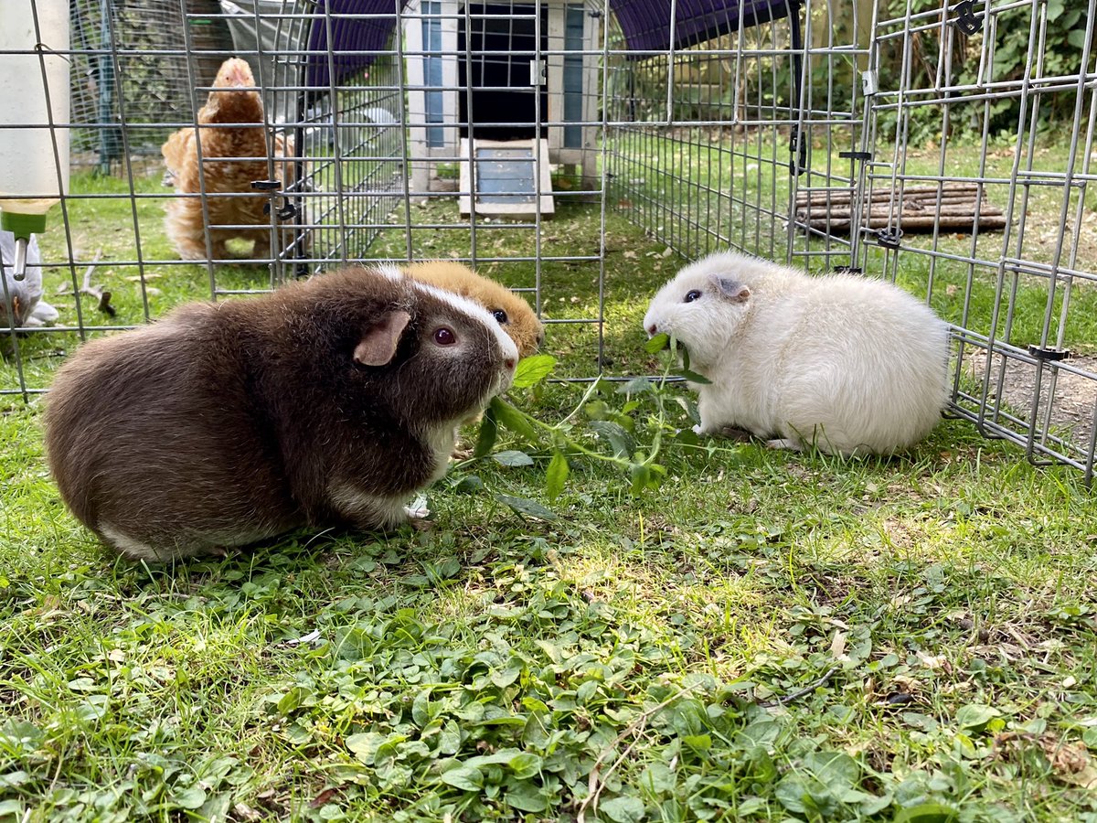 Nelsonguineapig's tweet photo. Us trying to finish off the herbs before the chicken arrives 😬 https://t.co/i1nz1QssL2