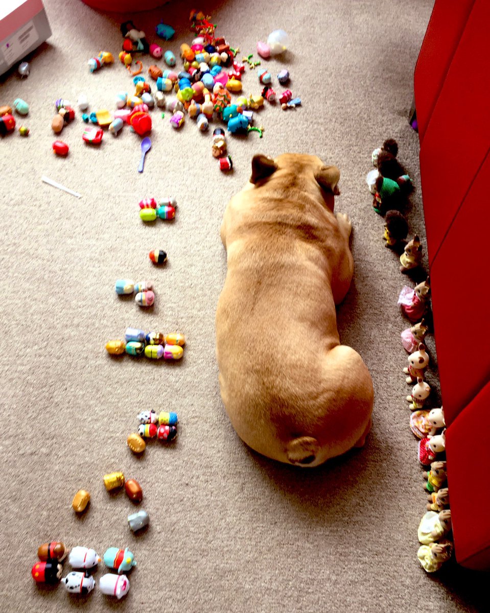 RandallFrenchie's tweet image. I have infiltrated the Tsum Tsum colony, they suspect nothing! #undercover #Frenchie #dogsoftwitter @LINE_tsumtsum_g