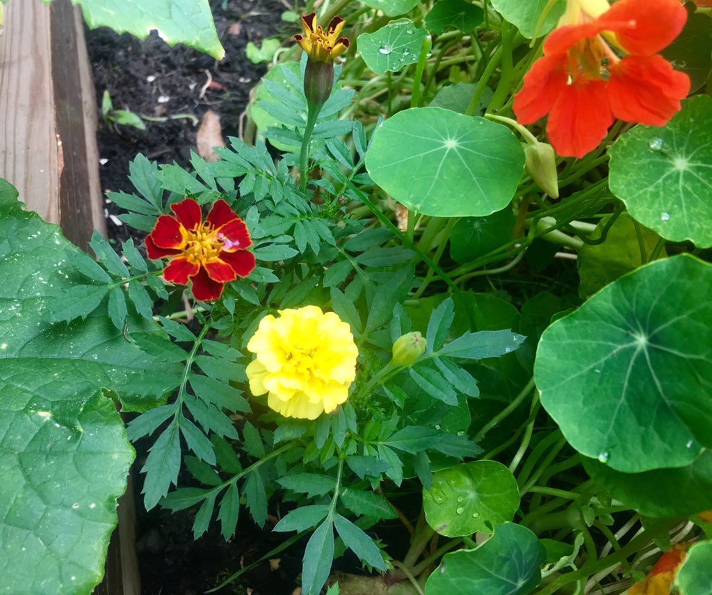 My French Marigolds have finally bloomed! 