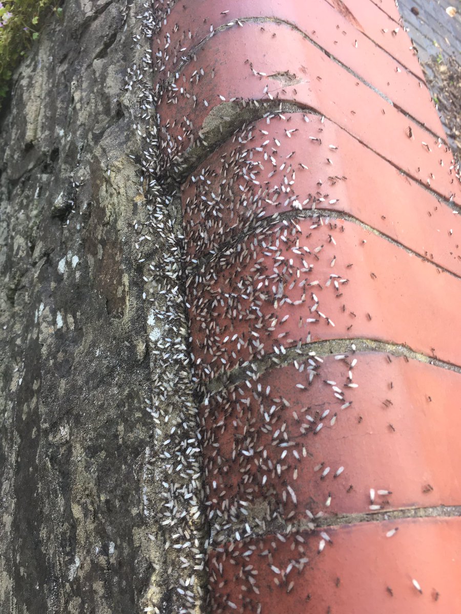 SoundguyRecLTD's tweet photo. Ant Day! https://t.co/43VVUM7W5E