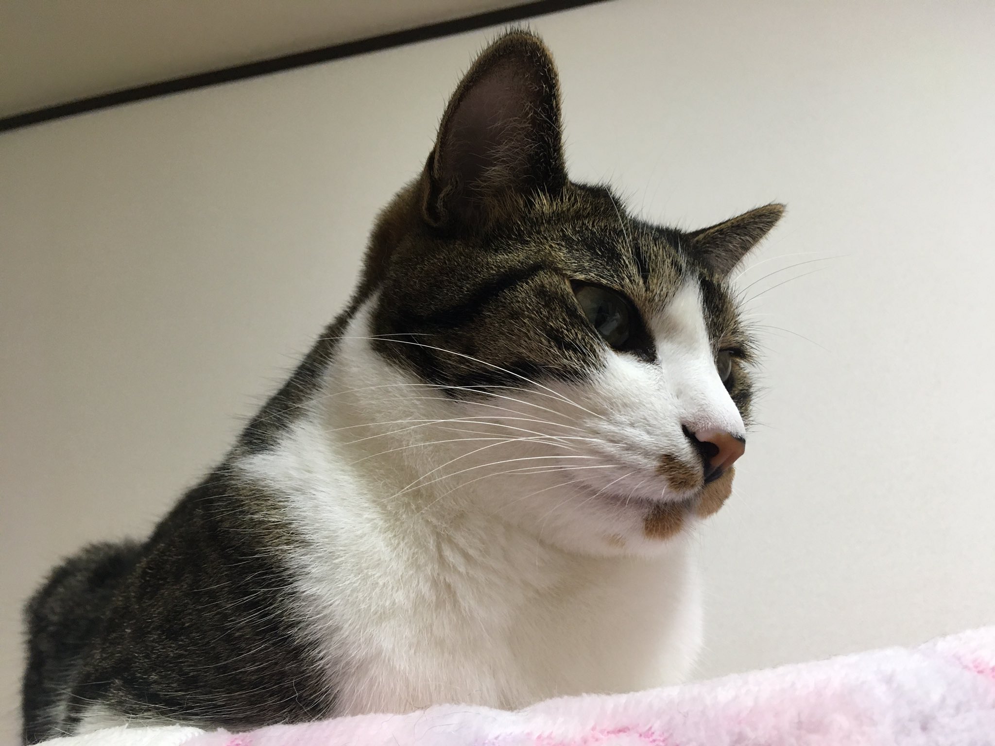 今日も元気だごはんがうまい Twitter Search Twitter