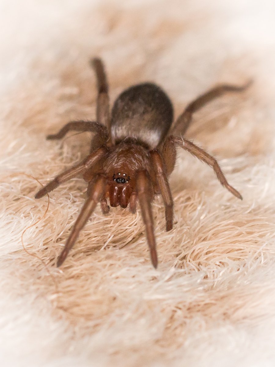 ElliotSampford's tweet photo. Checking Carpet Pile. #spider #arachnid #macro #macrophotography #boudoir #boudoirphoto #prettylittlething https://t.co/4kMadCUUdb