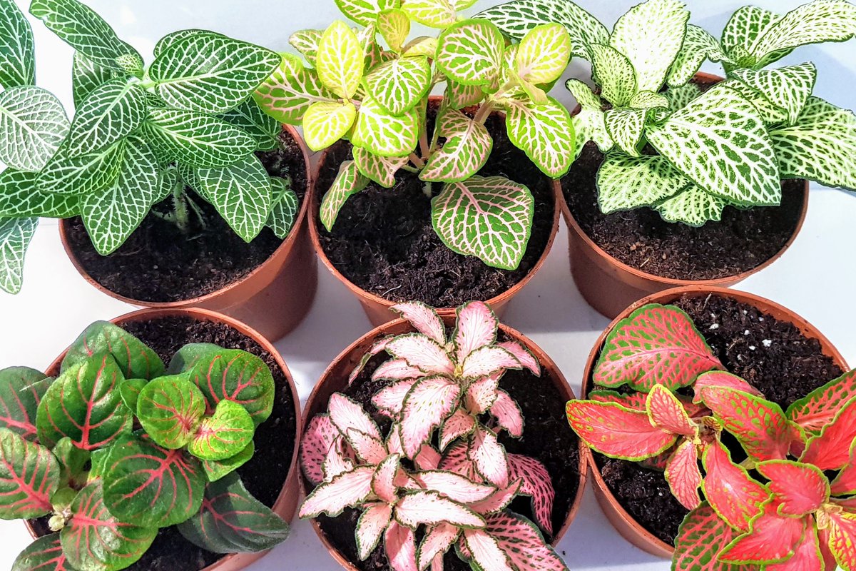 With bright, showy foliage and love for humidity, Nerve Plants are a top choice for terrariums. Here's everything you need to know. bit.ly/3jbMJ5e