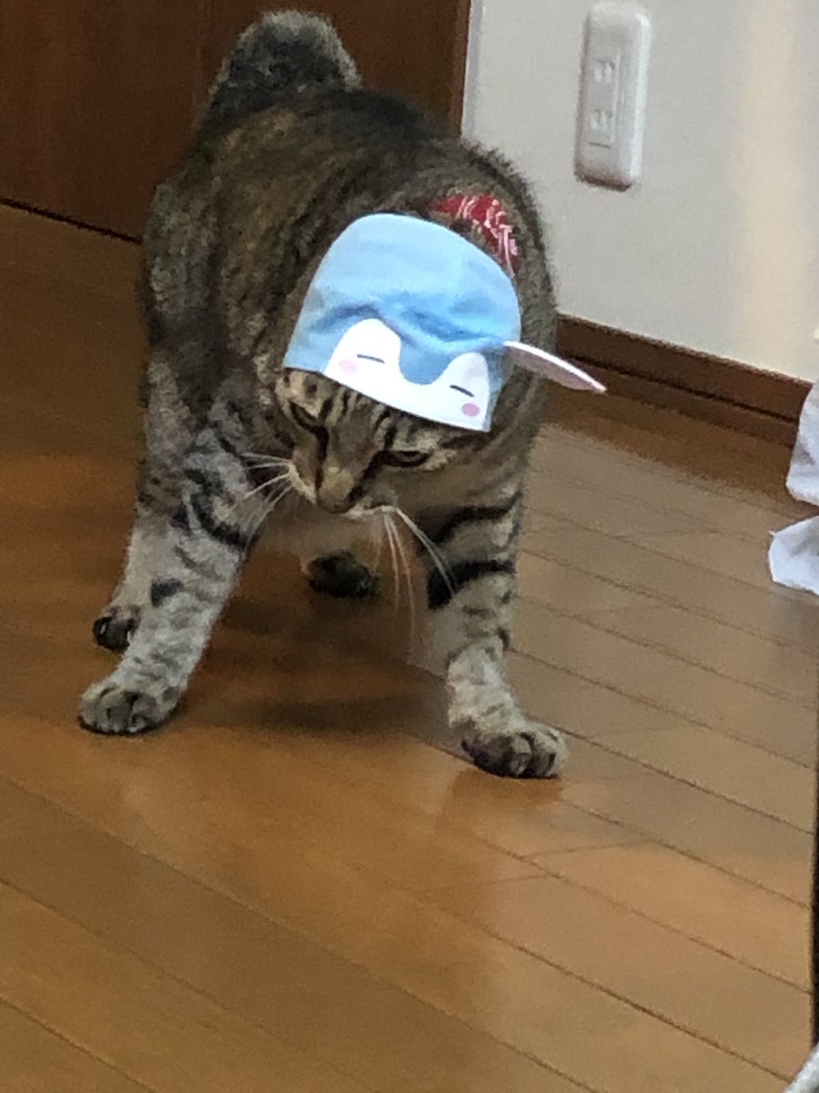 kanagawa_mouse's tweet photo. いくら着飾っても敵だわ https://t.co/68m5jsxZiP